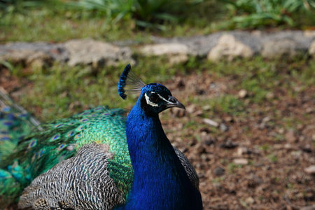 Peacocks walking in the garden at Mount Filerimos on Rhodes island in Greeceの写真素材