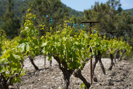 Grape field at Rhodes of the Mandrake islands in Greece.の写真素材