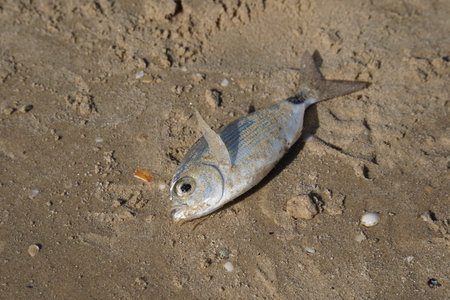 Dorado Fish was caught by a fisherman in the sea and lies on the shore covered with sand.の写真素材