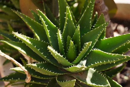A Huge Prickly Aloe Vera Plantの写真素材