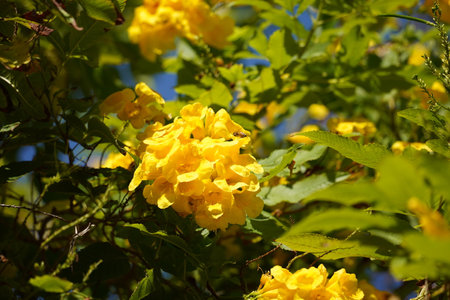 Close up of Caribbean Trumpet Tree flower(Tabebuia aurea)