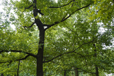 Park at VyÅ¡ehradskÃ© sady in Prague, Czech Republicの写真素材