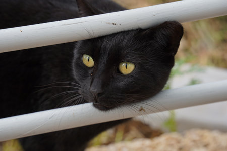 Black cat with yellow eyes looking for food.の写真素材