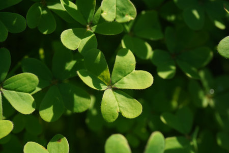 Heart shaped Green clover leaves natural field growing in winter.