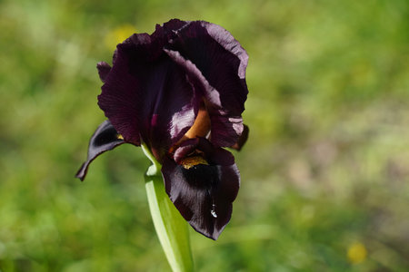 Judean iris (iris atrofusca) in  Israel. Purple black iris flowers close upの写真素材