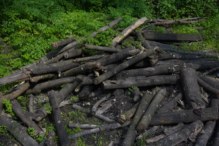 Pile of wood logs on the edge of the forest