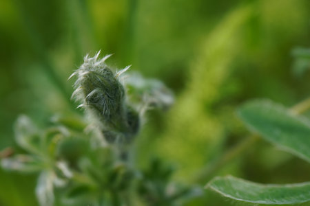 Green Bud of blue lupin flower - Latin name - Lupinus pilosusの写真素材
