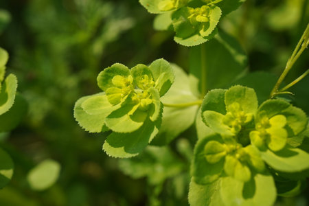 Green Euphorbia helioscopia. Wild flowers. Top view