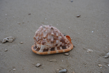 Close up of a Cowrie seashell (or Cowry shell) laying in the sand of a beachの写真素材