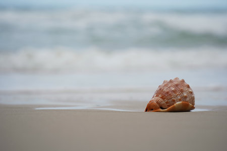 Close up of a Cowrie seashell (or Cowry shell) laying in the sand of a beachの写真素材