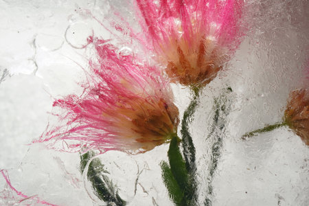 Background of a flower in ice with air bubbles.の写真素材