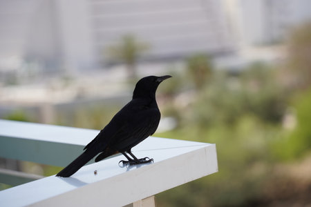 Tristram's starling (Onychognathus tristramii) sitting on the edge of balconyの写真素材