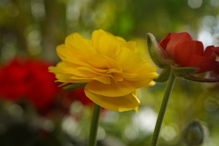 Ranunculus asiaticus, common name: Persian buttercup