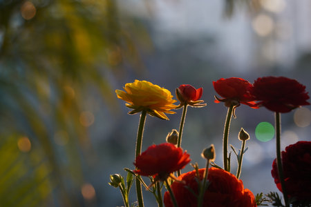 Ranunculus asiaticus, common name: Persian buttercup