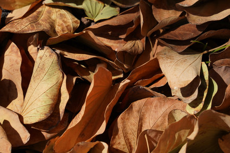 Various orange-brown colors of fallen leaves texture background pattern.の写真素材