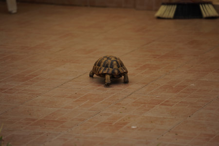 Hermann's tortoise walking around the terraceの写真素材