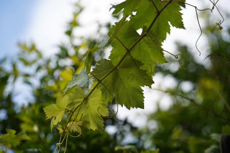 Bright green leaves of young grapes against the skyの写真素材