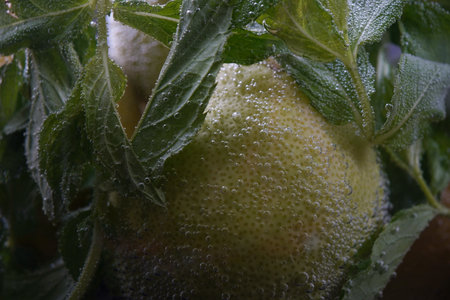 Leaves of mint, lemon close-up in liquid with bubbles.