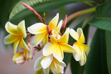 Frangipani flower (plumeria alba) with the beautiful white and yellow blendingの写真素材