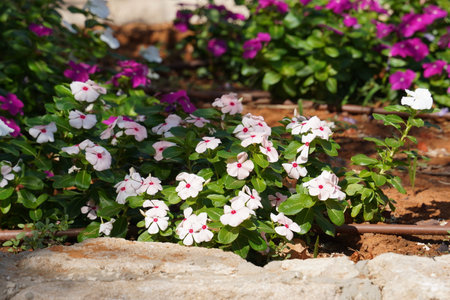 Phlox flower, white with the pink center . Polemoniaceae Family.の写真素材
