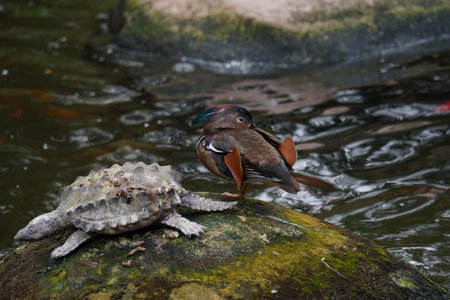 Dummies for decoration of private pondの写真素材