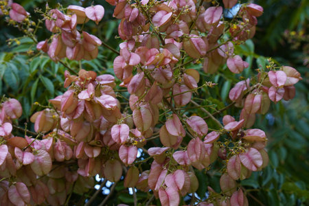 Flamegold rain tree ( Koelreuteria henryi ) fruits. Sapindaceae deciduous tropical tree.The fruit is a capsule that turns reddish-brown in autumn and contains black seeds.の写真素材