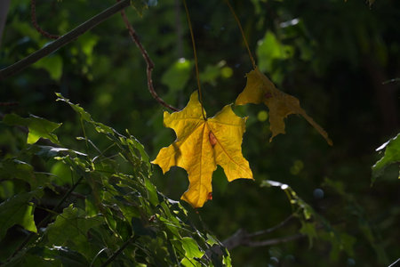 Light and shadow on autumn leaves on a branch in the forest