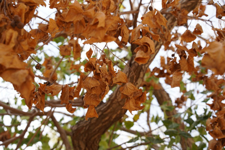 Autumn leaves on the tree, yellowish-brown leaves