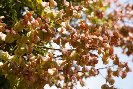 Seed pods on goldenrain tree ,   koelreuteria paniculata, closeup.