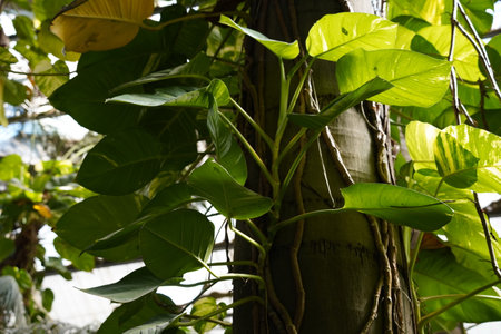 Epipremnum aureum is a flowering plant in the arum family Aracear. The plant has a multitude of common names including golden pothos, Ceylonの写真素材