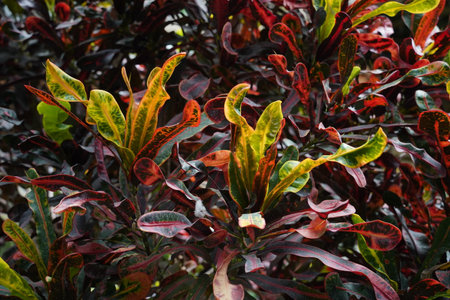 Codiaeum Variegatum (Garden croton or Variegated croton) Foliage with flowers, Croton leaves on brachの写真素材