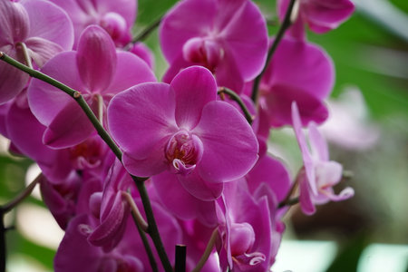 Orchids one of the largest and most diverse groups of flowering plants. Park of tropical plants UTOPIA. Israel.の写真素材