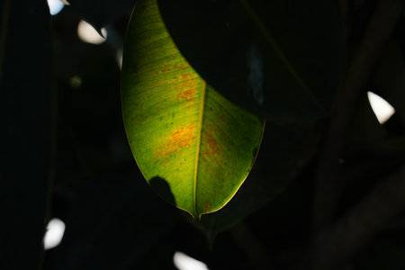 Green fresh leafs at black backgroundの写真素材