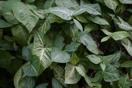 Arrowhead plant or Syngonium podophyllum Schott Araceaeの写真素材