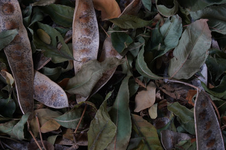 Pods from the Albizia lebbeck tree is brown and long with seeds inside lie on the green grass.の写真素材