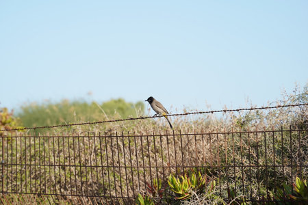 A White-spectacled bulbul perched on a metal fence, basking in the sunlight.