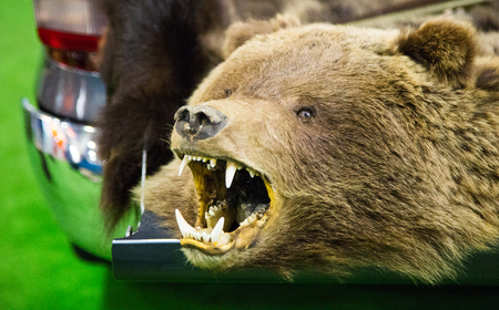 The head of a bear with bared teeth and taillights of a car