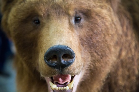 Bear's head with bared teeth ,の写真素材
