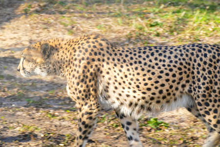 The leopard walks in the sunの写真素材