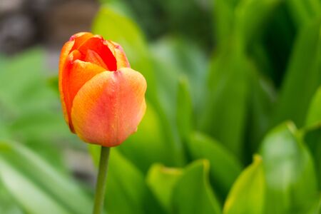 Red tulip on a green background in spring mayの写真素材