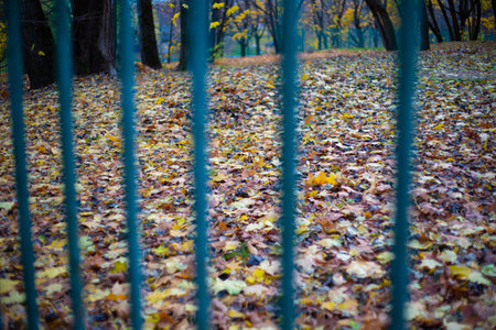 fence and autumn fallen foliage Octoberの写真素材
