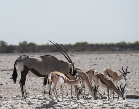 Etosha national parkの写真素材