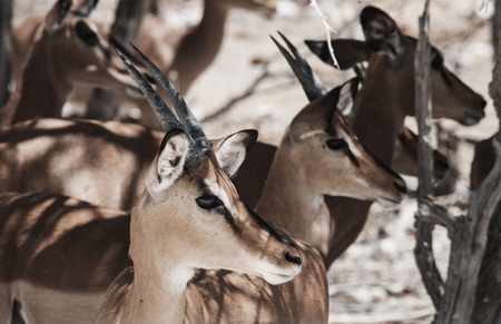 Etosha national parkの写真素材