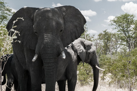 Etosha national parkの写真素材