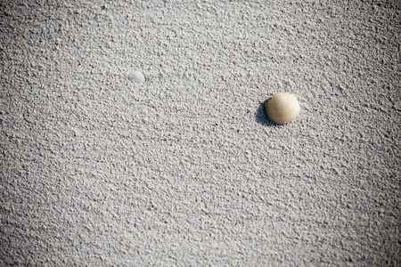 Shell in the beach sand