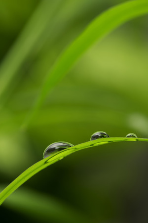 green background with rain droplets , shot with very shallow depth of fieldの写真素材