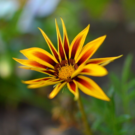 a flowerの写真素材