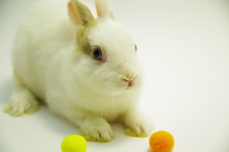 White Rabbitの写真素材