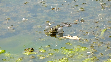 Frog with inflated blisters in the pondの写真素材