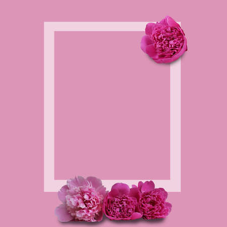 Beautiful fresh pink peony flowers in full bloom on light pink background. Floral flat lay, top...